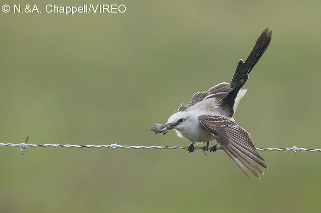 Scissor-tailed Flycatcher c44-6-091.jpg